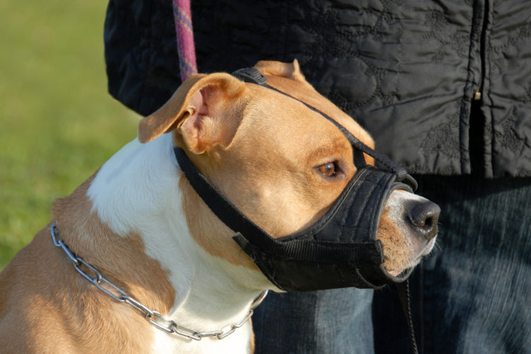 animaux domestiques - chien muselé